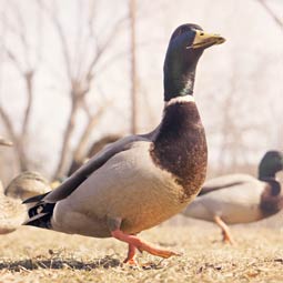 轰炸手机短信软件